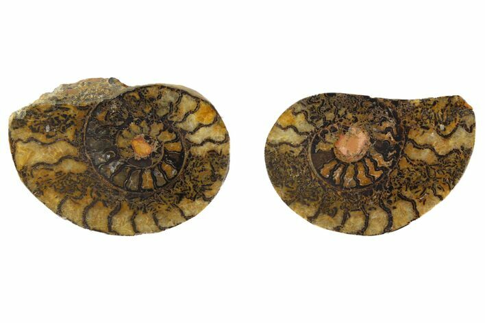 Sliced, Iron Replaced Fossil Ammonite - Morocco #138035